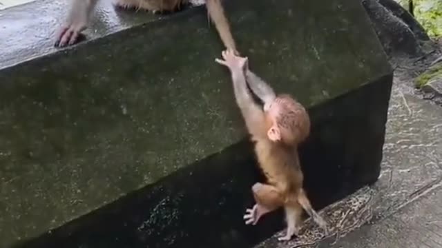 Cute monkey climb using his mother tail