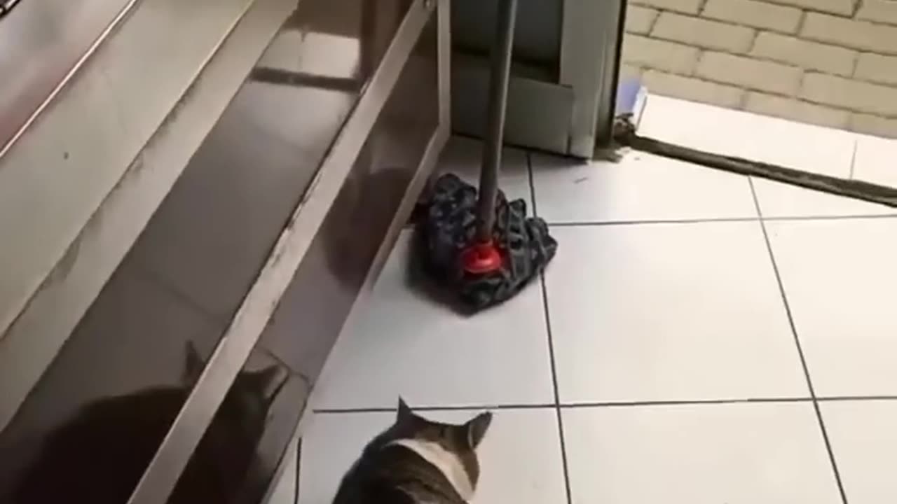 Smart Cat funny video