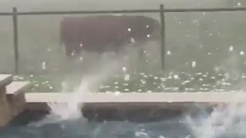 Poor cow trapped in hailstorm