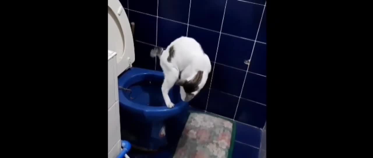 Cat using tailet training funny videos don't miss