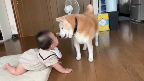 Little baby plying with cute dogy