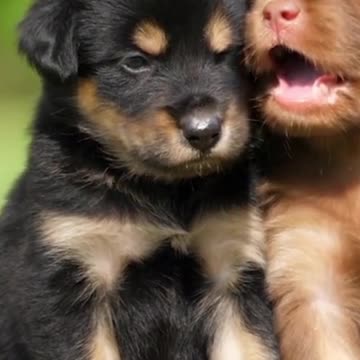 Dog puppy, Puppies Dogs Friendship Joy Playful Together, cute dog puppy