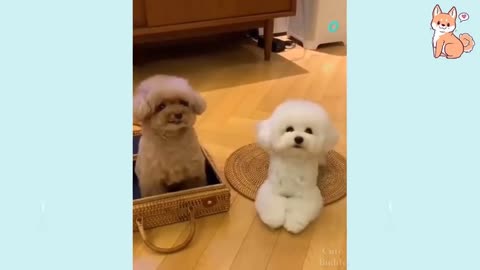 The Best Funny Cute and Doge Compilation #8