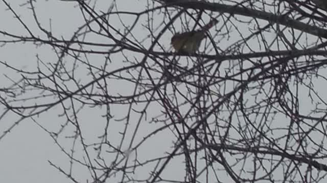 Cardinals In The Lake Effect Snow