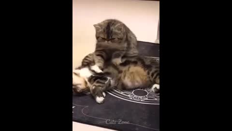 Cat funny movement with other cat