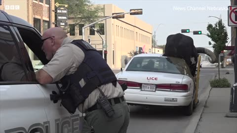 Police pull over car with huge bull in passenger seat