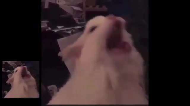 Cat Sings The Tetris Theme Tune . Mp4