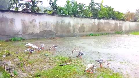 King ducks are eating grass in the rain