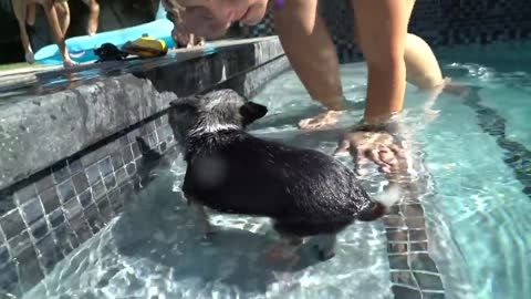 Teaching My Dogs How To Swim(and be confident in water.)