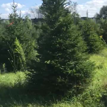 Big Norway spruce trees near Philadelphia