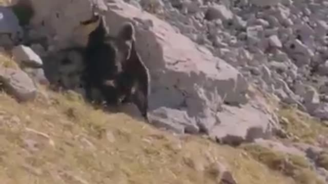 The eagle tried to carry a load beyond its ability