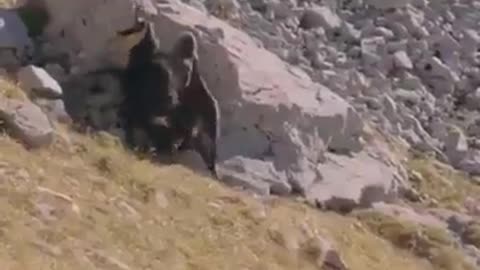 The eagle tried to carry a load beyond its ability