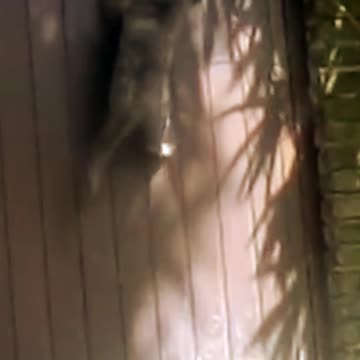 Clever Cats Opening Doors,