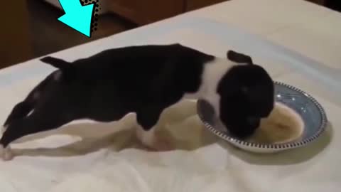 Watch Puppy Too Excited To Eat