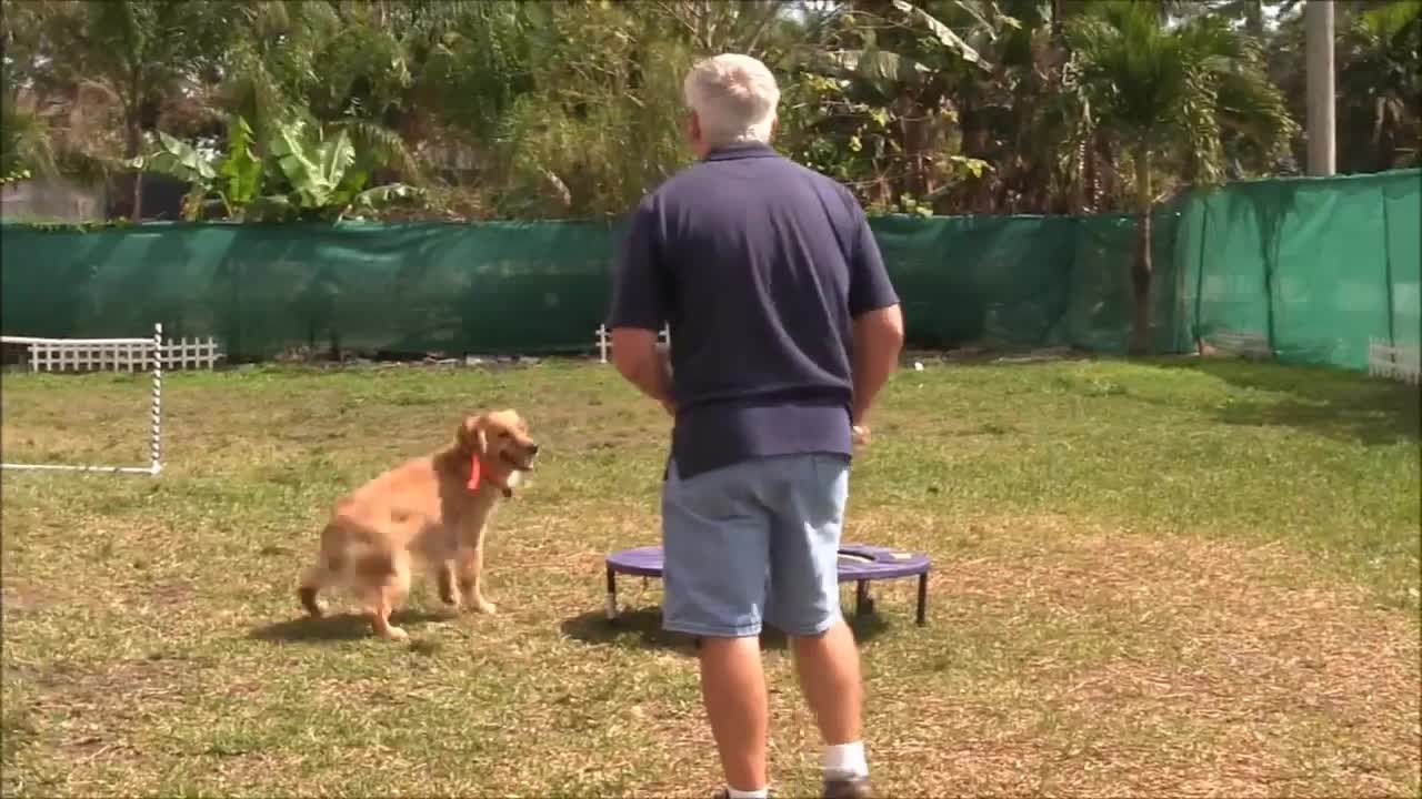 ONLINE dog training ! Step by step !!