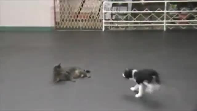 Puppy vs cat (cute)