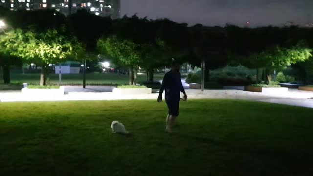 Bichon Frize - Dew. Running with dad