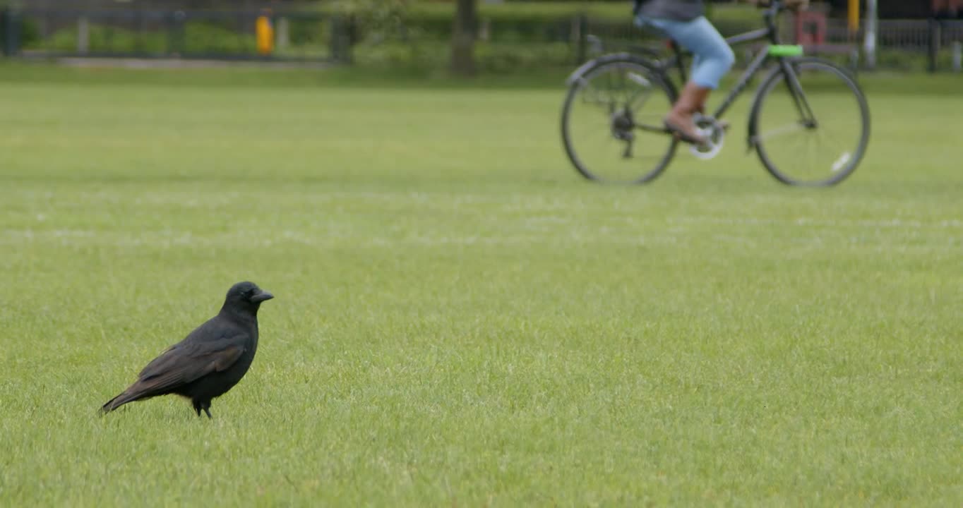 Long Shot of Crow In Park