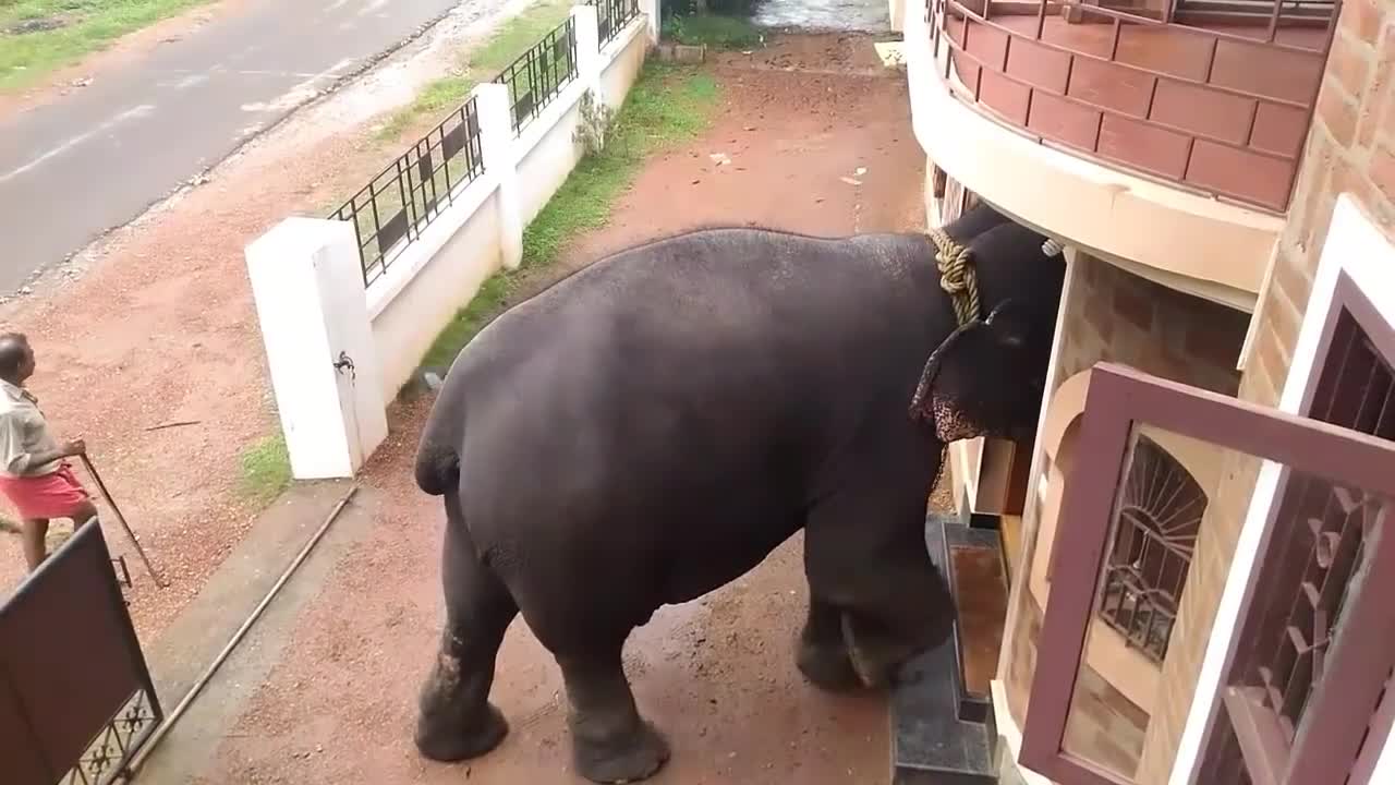 ELEPHANT: a daily visitor to my family