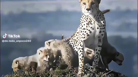 Lion vs Cheetah