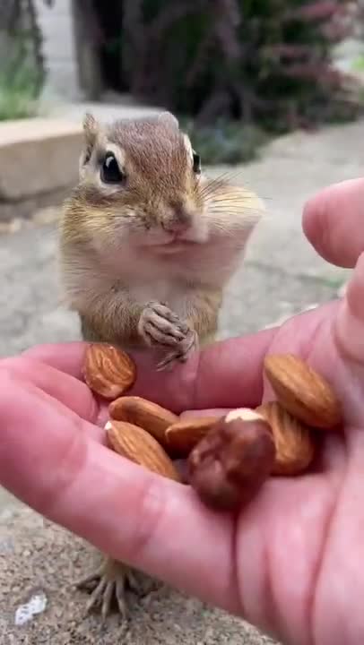 FUNNY AND CUTE ANIMALS 😺🤩