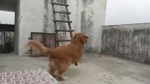 Golden dogs