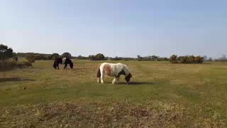 Horse grazing. Wild pony Dartmoor