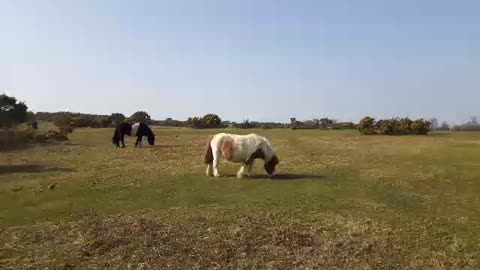 Horse grazing. Wild pony Dartmoor
