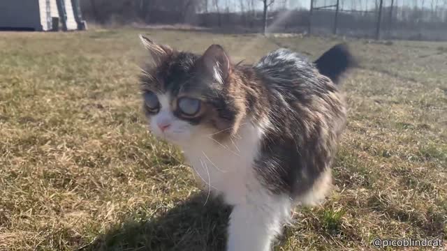 This Blind Cat Has Unique Eyes