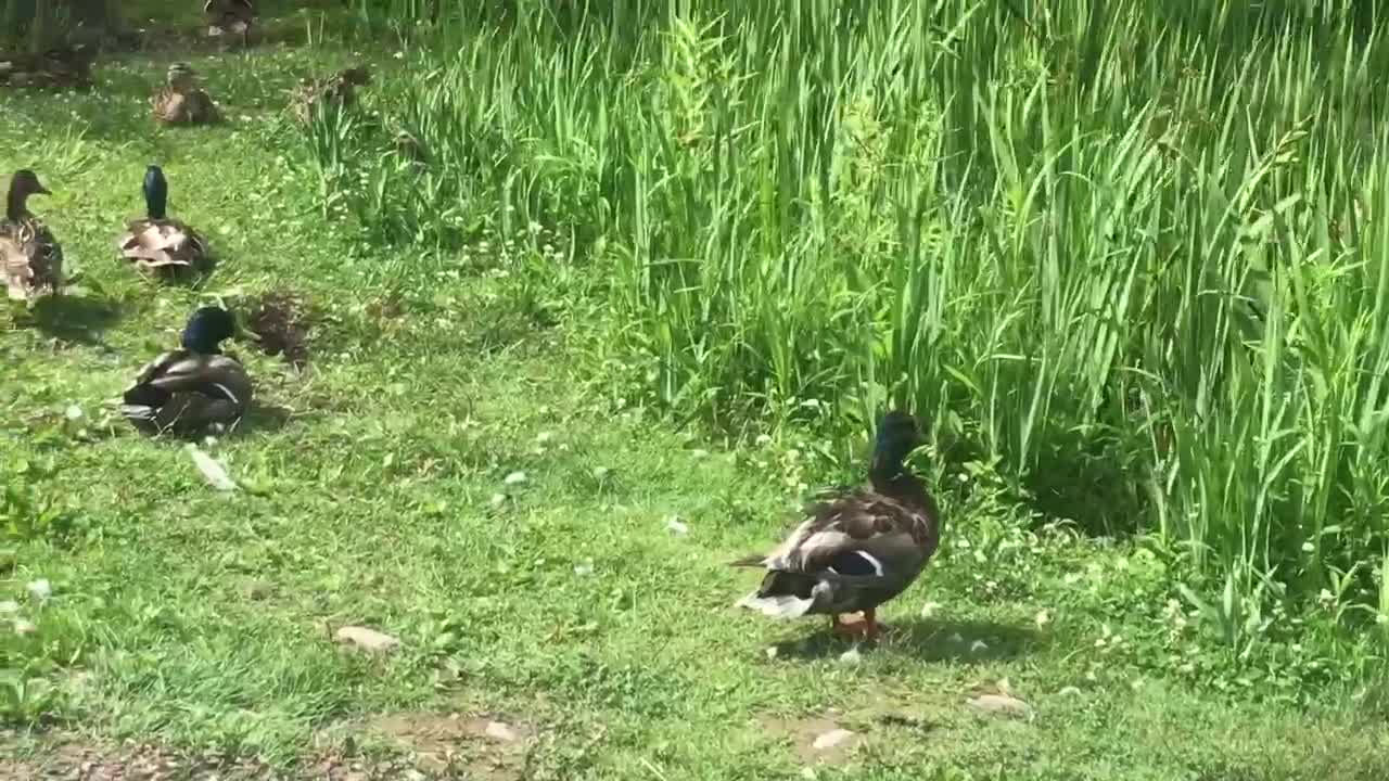 Hello everyone cute duck