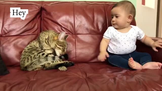 Funny Felines and Infants Playing Together