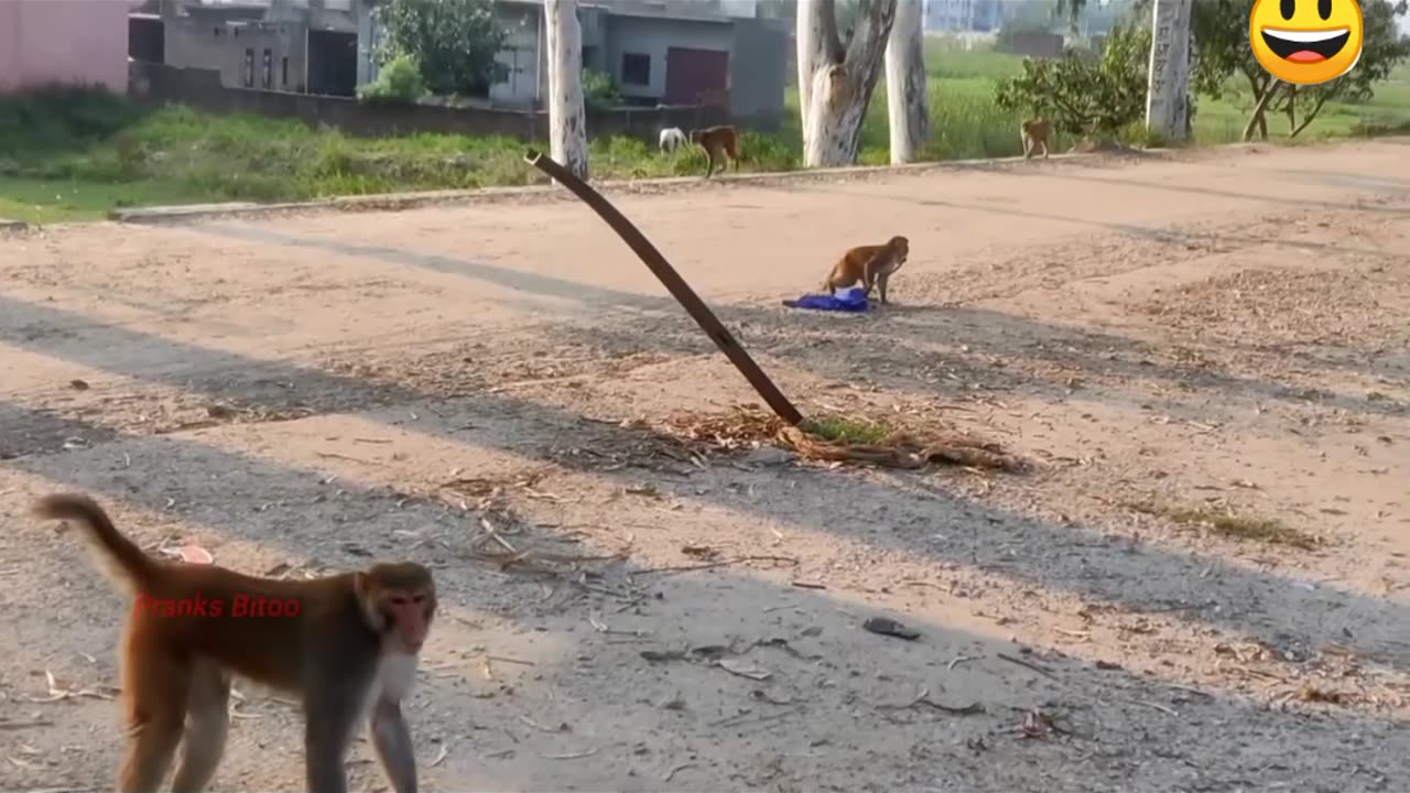 Funny Animal : Monkey Dance Video Funny Monkey prank