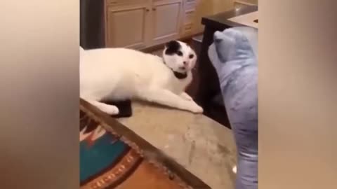 Funny Animal Videos 2023 🥰 - Funniest Dogs and Cats Videos.............