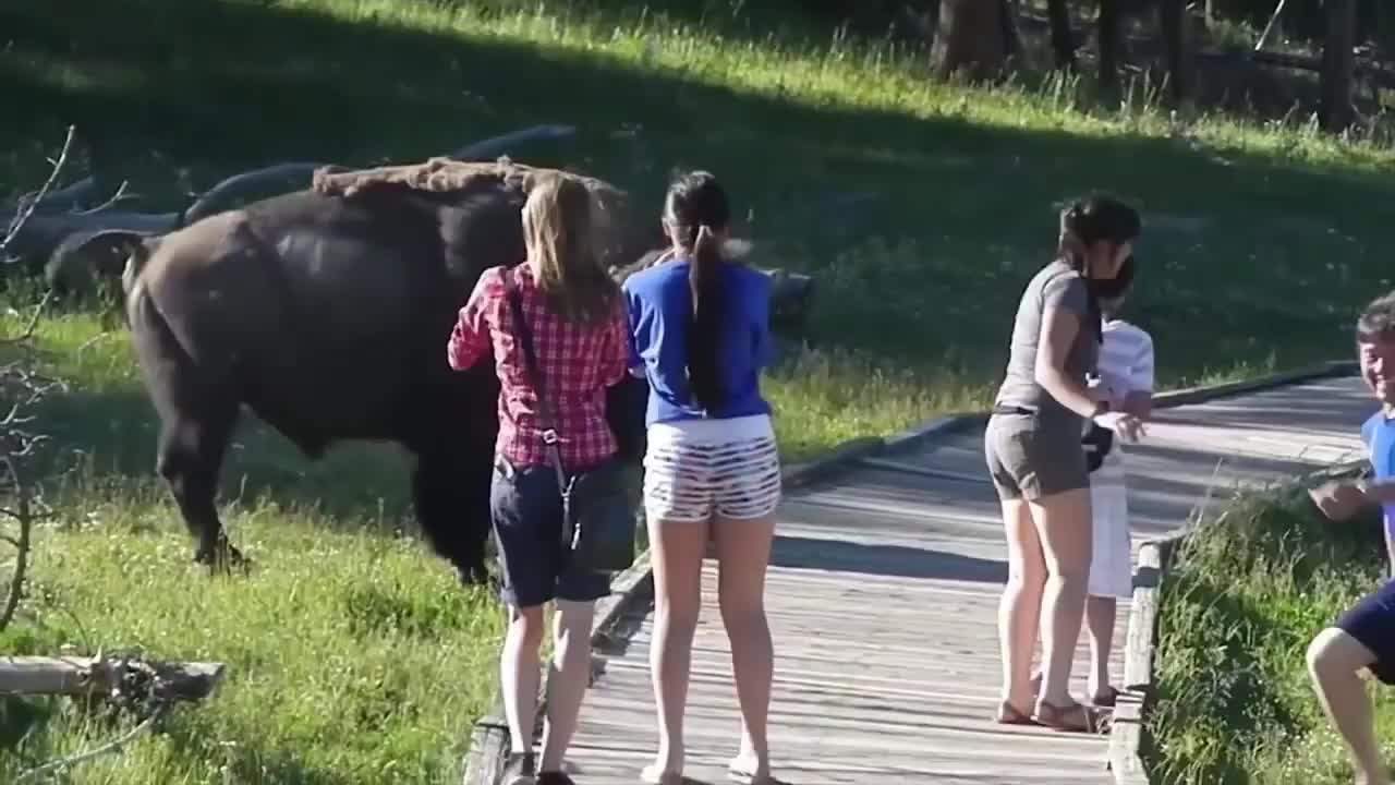 wild animal