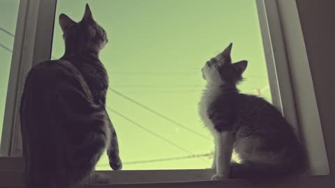 beautiful nature cat photography