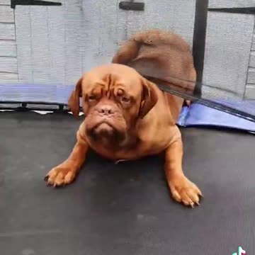 Puppy that doesn't give up