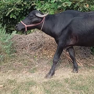 Funny animal videos|Cute animal videos |Funny dog&cat videos|Hilarious pet videos|funny video