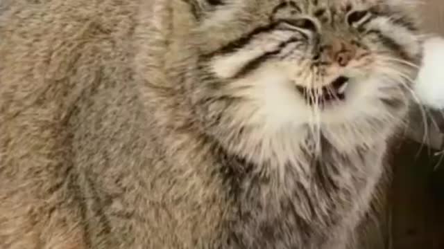 Cats grooming