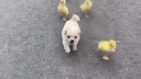 A group of cute little friends