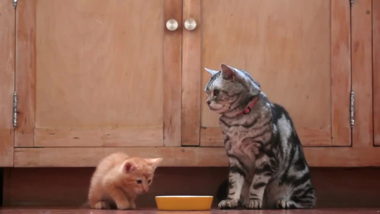 Dear Kitten