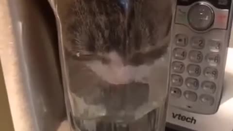 CAT AND GLASS