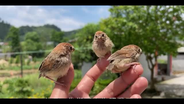 little thrush