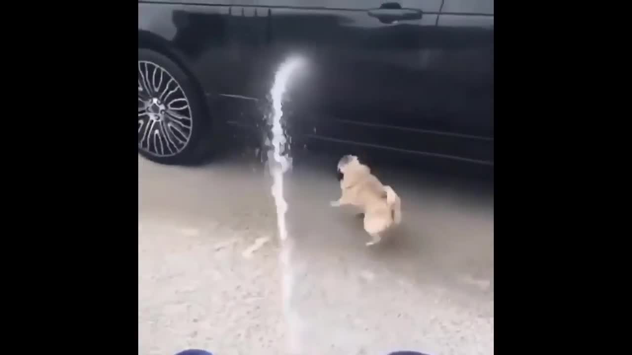 cute and adorable baby animals