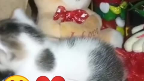 Cute cat calling her mom..