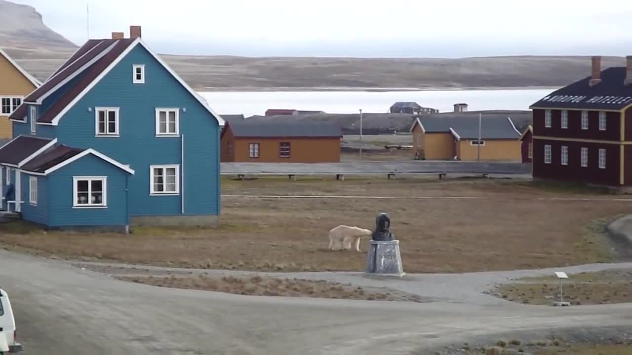 Confused polar bear walks through town