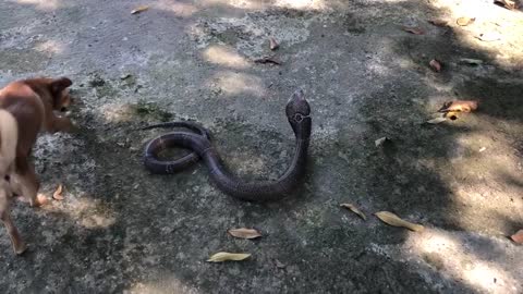 DOG AND COBRA IN THE GARDEN