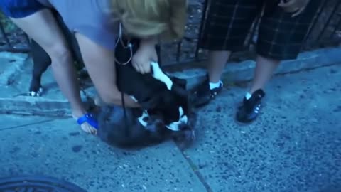 Pitbull attack Dogs - compilation 2014\ # Pittbull_Attack Dogs