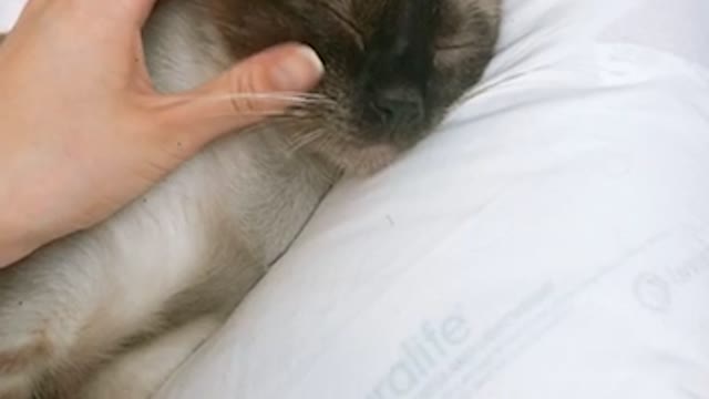 omg really cute sleeping cat