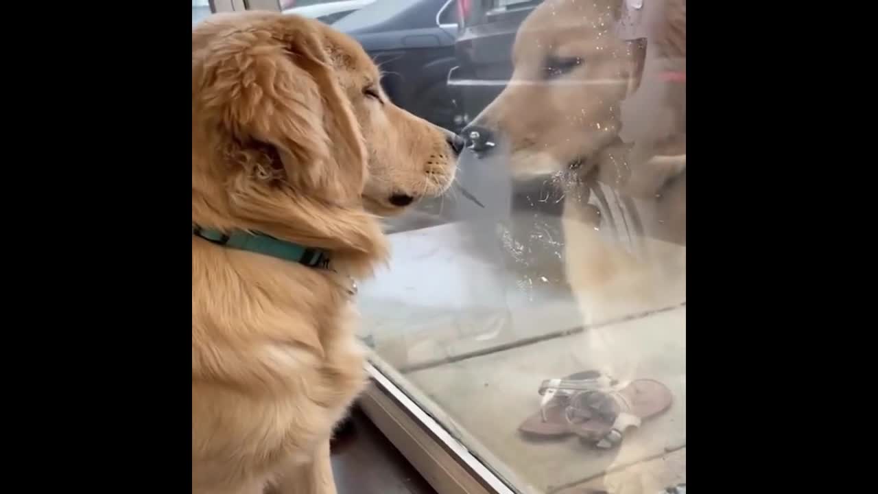 dogs funny moments baby