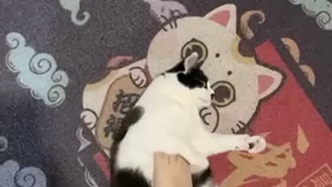 Fat cat need a massage